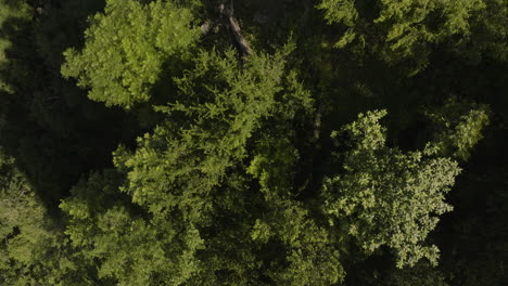 Baumlaubvordächer-Im-Tropischen-Wald-Im-Borjomi-Central-Park,-Georgia