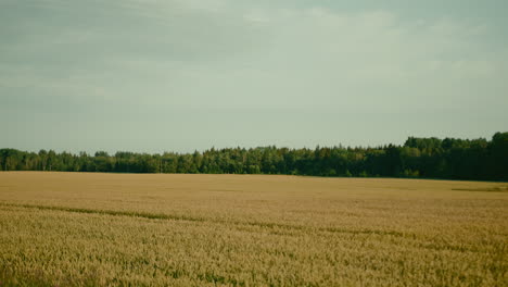 Wheat-crop-agriculture-field-with-trees-touching-horizon-at-background,-Wide-Angle-slow-motion-shot