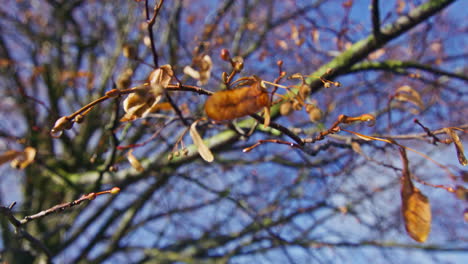 Die-Letzten-Gelben-Blätter,-Die-In-Den-Letzten-Herbsttagen-An-Einem-Ast-Hängen