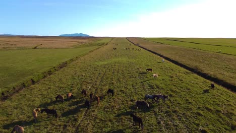 Aerial-drone-shot-of-group-of-horses-grazing-in-the-green-meadows