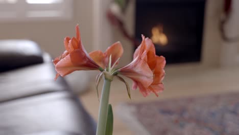 Amaryllis-flower-blossom-in-a-room-with-a-cozy-fireplace---parallax-sliding-motion