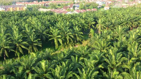 Birds-eye-view-aerial-flyover-hectares-of-thriving-palm-tree-commercial-business-plantations,-tilt-up-reveals-residential-kampung-china-neighborhood,-Seri-Manjung,-Sitiawan,-Malaysia,-Southeast-Asia