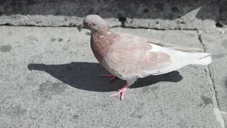 Pigeon-On-A-Sunny-Concrete-Ground-In-The-Historic-Park-In-Italy