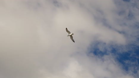 Cinematic-slow-motion-seagull-flies-from-cloudy-to-clear-sky