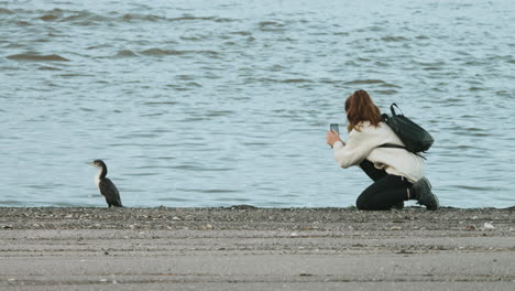 Female-Tourist-Taking-A-Photo-Of-Large-Black-And-White-Shag-Bird-At-The-Seashore-In-New-Zealand