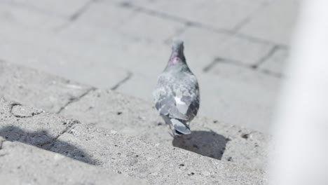 Pigeon-Going-Down-The-Stairs-On-A-Sunny-Summer-Day-In-Italy