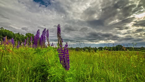 Beautiful-Cinematic-Timelapse-Of-Purple-Flowers-in-Beautiful-Meadow