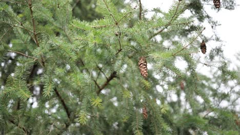 Cones-on-spruce-tree--in-Christmas-season