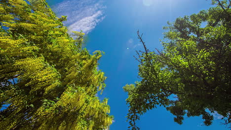 Würmerperspektive-Timelpse-Des-Schönen-Gelben-Blattbaums-Und-Des-Blauen-Himmels