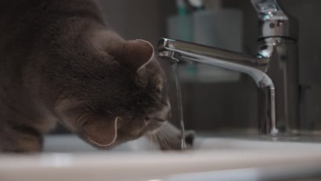 Grey-cat-playing-with-water-and-drinking-from-sink-faucet-tap