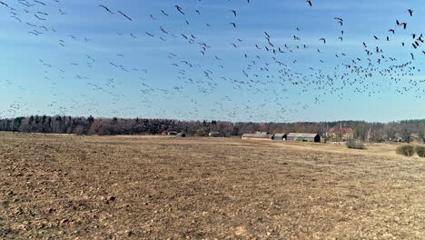 Flock-Of-Migratory-Birds-Flying-Over-The-Fields-In-The-Countryside-On-A-Sunny-Day