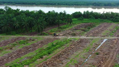 Aerial-flyover-vast-areas-of-palm-tree-farmland,-sabrang-estate-sime-darby-next-to-sugai-dingding-river,-deforestation-for-monoculture-plantations,-productivity-yield,-global-demand-and-supply
