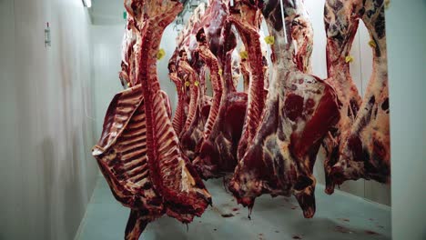 Row-Of-Hanging-Beef-Meat-In-Cold-Store