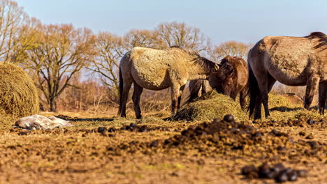 Timelapse-shot-of-group-of-horses-munching-hay-in-rural-countryside-with-the-view-of-a-foal-lying-on-the-ground-at-daytime