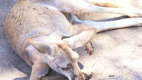 Kangaroo-taking-an-afternoon-nap-on-the-ground-in-wildlife-sanctuary,-close-up-shot-capturing-native-Australian-animal-species
