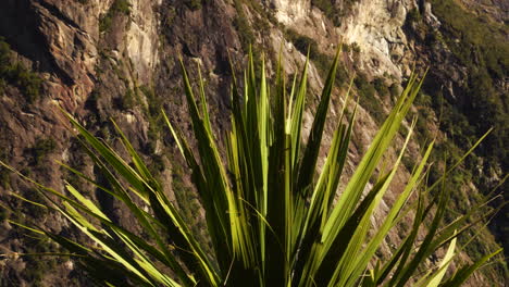 A-closeup-of-evergreen-cabbage-tree-leaves-in-front-of-steep-rocky-cliff-face