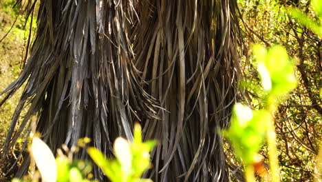 Dead-leaves-of-cabbage-tree-in-New-Zealand-foliage-during-sunny-spring-day