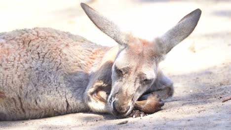 Kangaroo-taking-an-afternoon-nap-on-the-ground-in-the-wild,-close-up-shot-capturing-native-Australian-animal-species