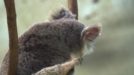 Sleepy-cute-koala,-phascolarctos-cinereus-resting-on-the-fork-of-a-tree,-turning-around-and-scratch-its-fluffy-grey-fur-with-back-foot-in-daytime,-close-up-shot-of-Australian-native-animal-species