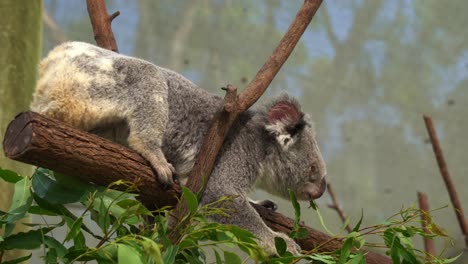 Native-Australian-marsupial-species,-cute-koala,-phascolarctos-cinereus-munching-on-eucalyptus-leaves-on-the-fork-of-a-tree-in-a-lazy-and-funny-posture,-wildlife-sanctuary