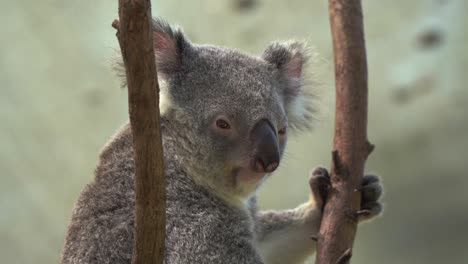 Close-up-shot-capturing-native-Australian-species,-a-day-dreaming-koala-bear,-phascolarctos-cinereus-dwelling-on-the-tree-in-Australia-wildlife-sanctuary