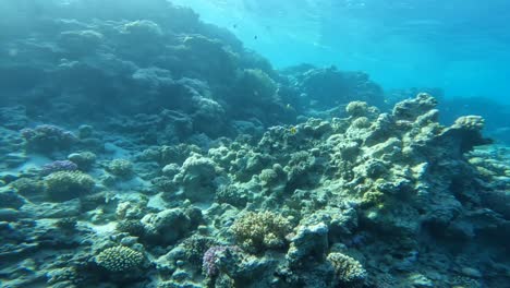 Coral-reef-snorkelling-scuba-diving-red-sea-egypt-sharm-el-sheikh-fish-underwater