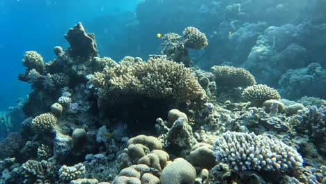 Coral-reef-snorkelling-scuba-diving-red-sea-egypt-sharm-el-sheikh-fish-underwater
