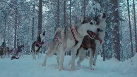 Eifriges-Rudel-Husky-Hundeschlittenteam-Bellt-Bereit,-Den-Verschneiten-Lappland-Polarkreisweg-Zu-Bereisen