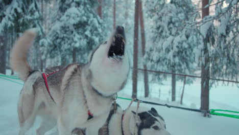 Barking-sledding-team-husky-dog-eager-to-travel-snowy-Lapland-winter-landscape