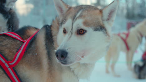 Calm-sled-team-husky-dog-waiting-to-travel-snowy-Lapland-trail