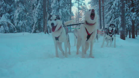 Enthusiastic-team-of-sledding-dogs-barking-eager-to-run-on-snowy-Lapland-trail
