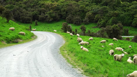 Ovejas-Pastando-En-El-Prado-Verde-Junto-A-La-Carretera-En-Un-Día-Soleado