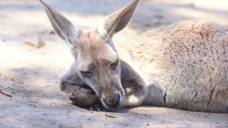 Female-kangaroo-taking-an-afternoon-nap-on-the-ground-in-wildlife-sanctuary,-close-up-shot-capturing-native-Australian-animal-species