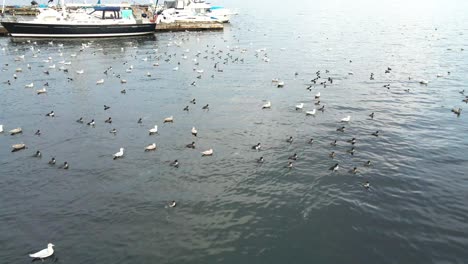 A-Group-of-Birds-bobbling-and-diving-on-small-waves-on-a-sunny-day-in-front-of-a-Marina-Wide-shot
