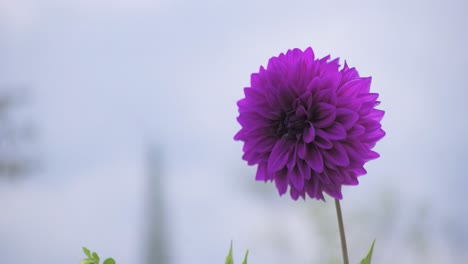 Schöne-Lila-Blume-Vom-Wind-Bewegt-Schöne-Blume