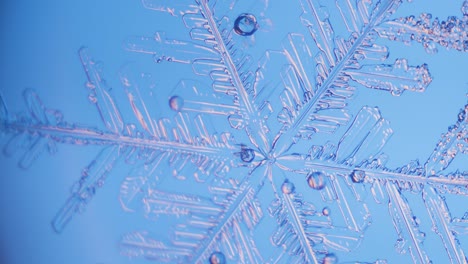 Snowflake-close-up-under-microscope-panning-view-blue-background-fine-details