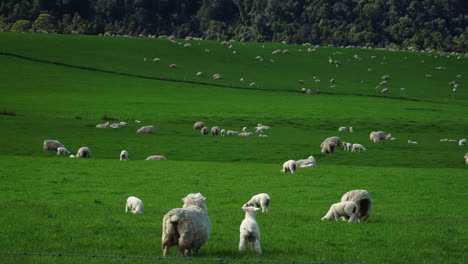Endless-number-of-sheep-graze-in-vibrant-landscape-of-New-Zealand,-Fortrose-area
