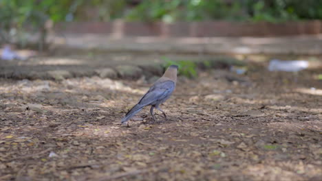 Cuervo-Volador-Caminar-India-Mumbai