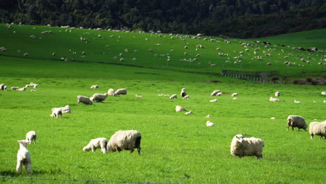 Large-herd-of-lamb,-sheep-spread-out-and-grazing-on-grass-meadow-during-summer-day