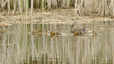 Mother-duck-keeping-an-eye-on-her-small-ducklings-on-a-lake-during-spring