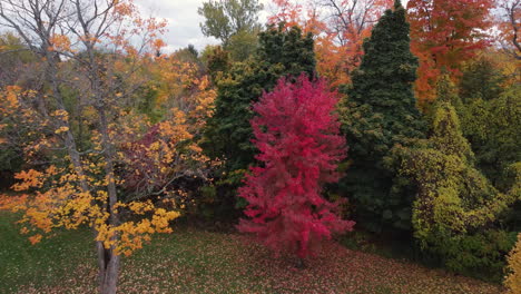 Beautiful-drone-flyover-of-colorful-trees-and-during-fall-in-a-suburban-area