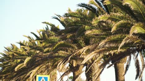 Panoramic-view-of-a-street-full-of-palm-trees-moved-by-the-wind