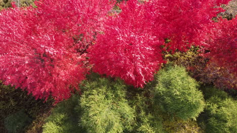 Farbenfrohe-Und-Schöne-Walddrohne-Mit-Rosa-Und-Grünen-Bäumen