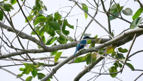 Collared-Kingfisher-Perched-on-Tropical-Tree-Branch---Todiramphus-chloris-also-known-as-the-white-collared-kingfisher,-black-masked-kingfisher-or-mangrove-kingfisher