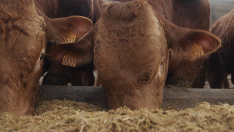 A-bull-nosing-through-grain-and-animal-feed
