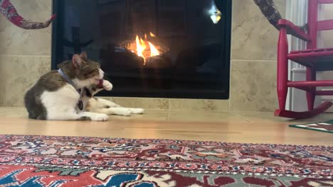 House-cat-relaxing-by-a-cozy-fireplace-in-winter-grooming-itself