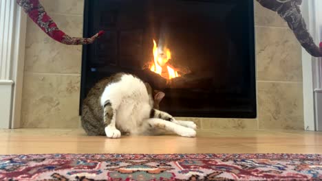 House-cat-grooming-itself-in-a-home-with-a-warm-fireplace