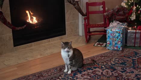 House-cat-sitting-in-front-of-a-cozy-fireplace-at-Christmas-time