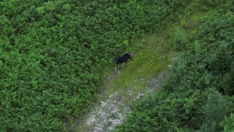 Moose-walking-along-worn-path-between-vegetation