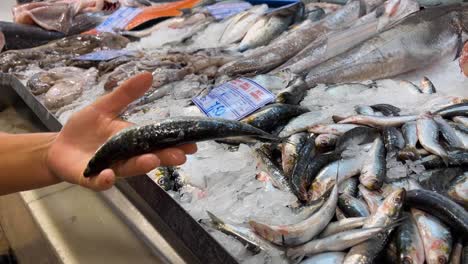 Fisch-Auf-Dem-Fischmarkt-Von-Lissabon
